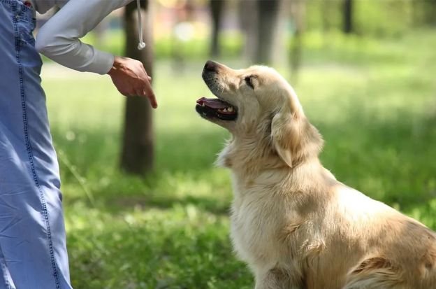 Why Private Training for Dogs Outperforms Group Classes Every Time